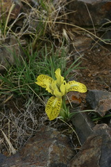 Iris potaninii