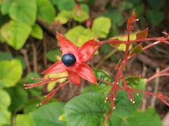 Clerodendrum paniculatum
