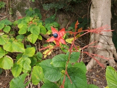 Clerodendrum paniculatum