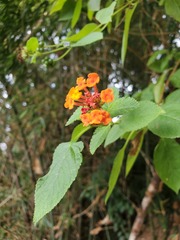 Lantana camara