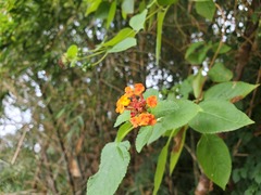 Lantana camara