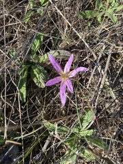 Colchicum filifolium