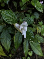 Impatiens arguta