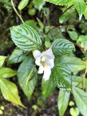 Impatiens arguta