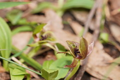 Chiloglottis jeanesii