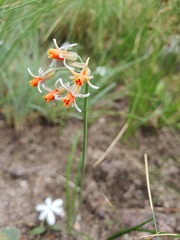 Tulbaghia leucantha