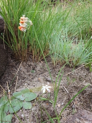 Tulbaghia leucantha