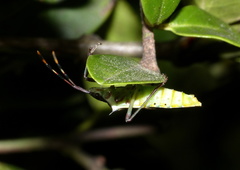 Plinachtus pungens