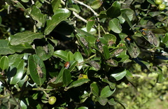 Plinachtus pungens