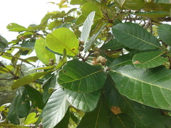 Quercus purulhana