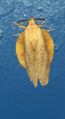 Lasiocampoidea