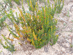 Micrantheum demissum