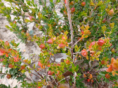 Micrantheum demissum