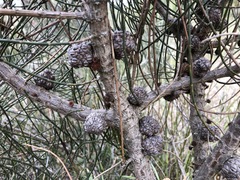 Allocasuarina mackliniana
