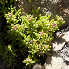 Drosanthemum stokoei