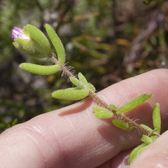 Drosanthemum stokoei