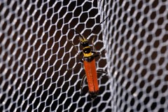 Chauliognathus atricornis