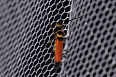 Chauliognathus atricornis