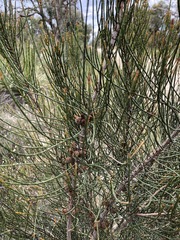 Allocasuarina mackliniana