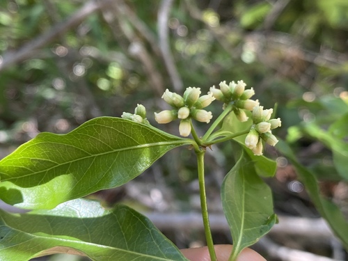 Gynochthodes umbellata observed 2021-10-28