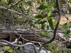 Gynochthodes umbellata