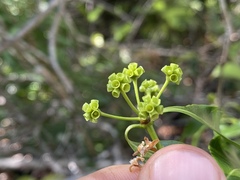 Gynochthodes umbellata