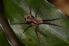 Ornodolomedes