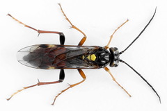 Tenthredopsis friesei