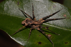 Ornodolomedes