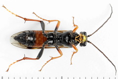 Tenthredopsis friesei