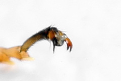 Tenthredopsis friesei