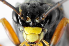 Tenthredopsis friesei