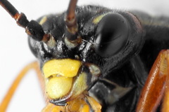 Tenthredopsis friesei