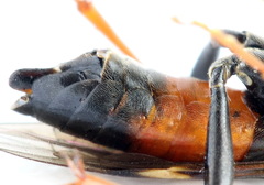 Tenthredopsis friesei