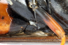 Tenthredopsis friesei