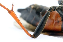 Tenthredopsis friesei