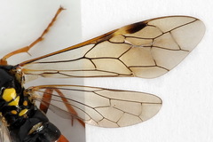 Tenthredopsis friesei