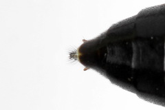 Tenthredopsis friesei