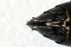 Tenthredopsis friesei