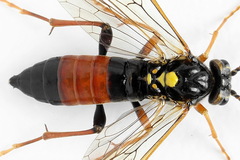 Tenthredopsis friesei