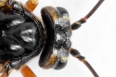 Tenthredopsis friesei