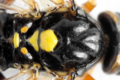 Tenthredopsis friesei