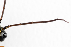 Tenthredopsis friesei