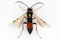 Tenthredopsis friesei