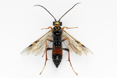 Tenthredopsis friesei