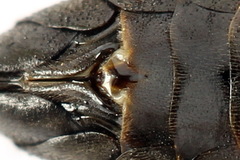Tenthredopsis friesei