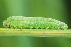 Tenthredopsis friesei