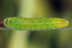 Tenthredopsis friesei