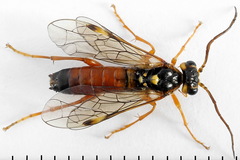 Tenthredopsis friesei