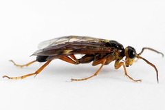 Tenthredopsis friesei